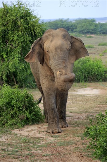 Sri lankan elephant