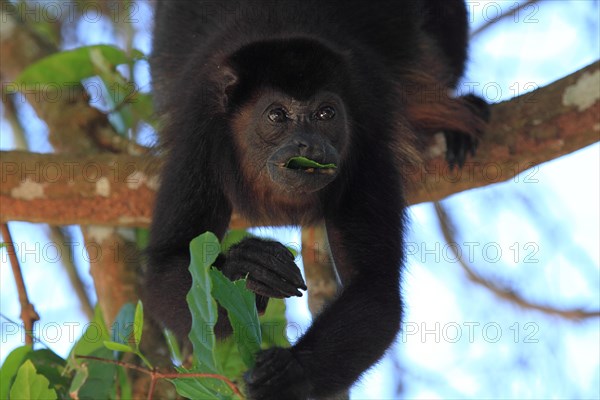 Mantled howler monkey