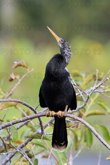 Anhinga