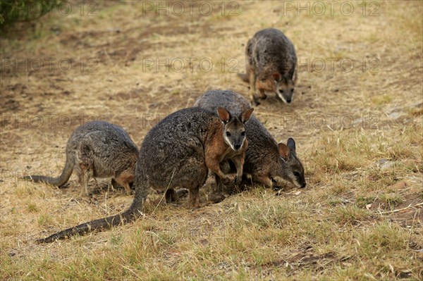 Tammar Wallaby