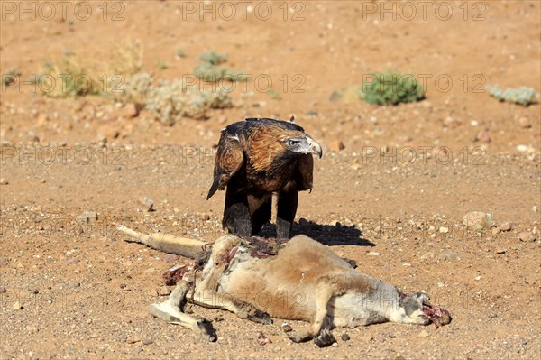 Wedge-tailed eagle