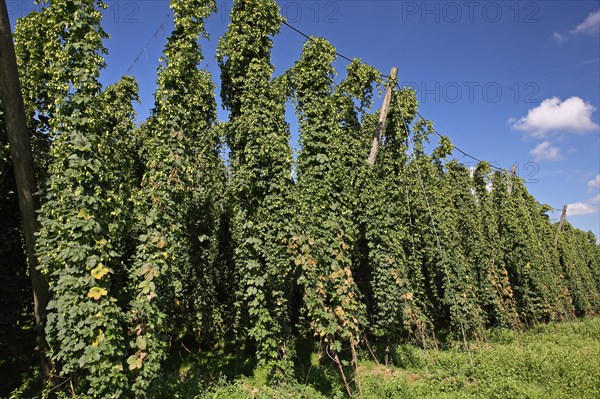 Hop Garden