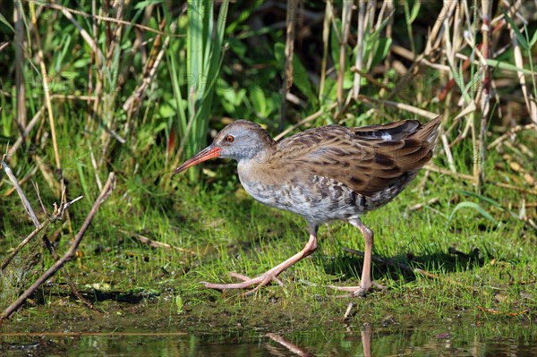 Water Rail