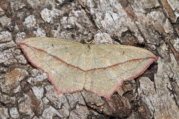 Dock moth