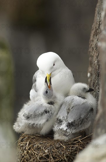 Black-legged Kittiwake