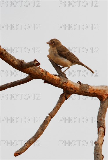 Yellow-spotted Petronia