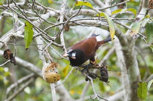 Montezuma Oropendola