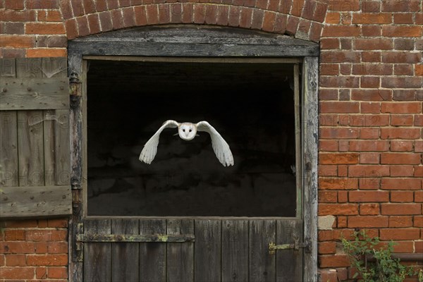 Common barn owl