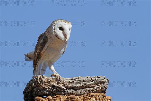 Australian Barn Owl