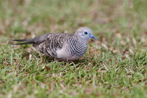 Peaceful Dove