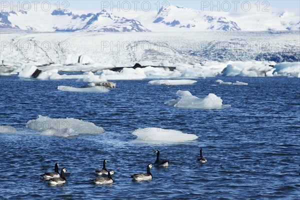 Barnacle Goose