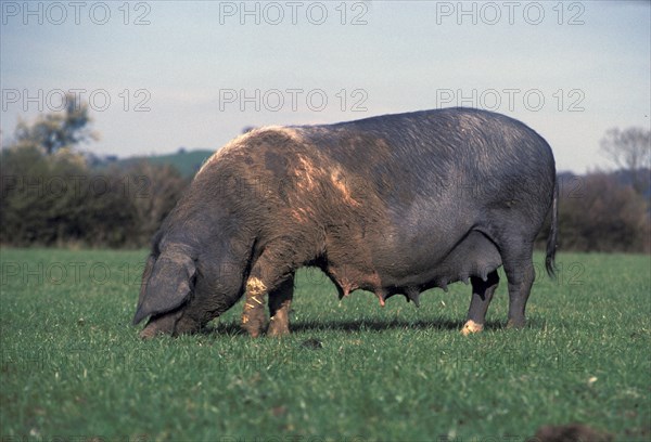 PigDomestic Wessex Saddleback