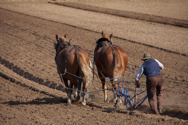 Suffolk Punch horses pull the plough
