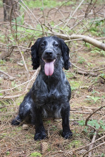 Working Cocker Spaniel sitting