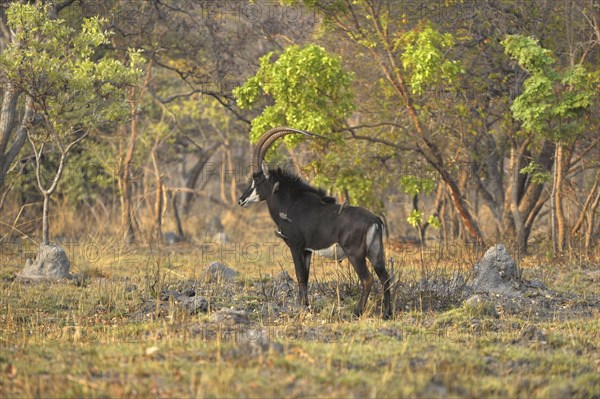 Sable Antelope