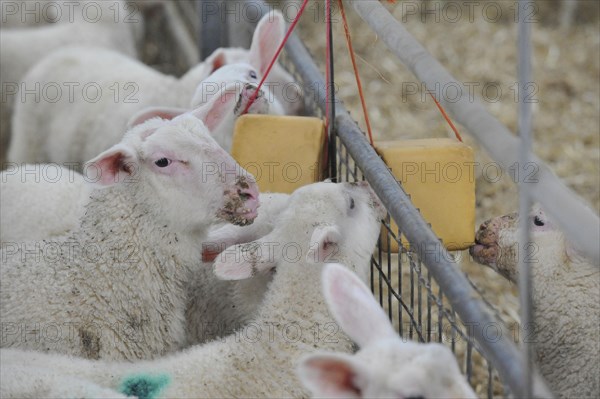 Domestic Sheep