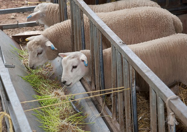 Domestic sheep