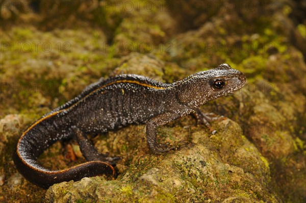 Italian Crested Newt