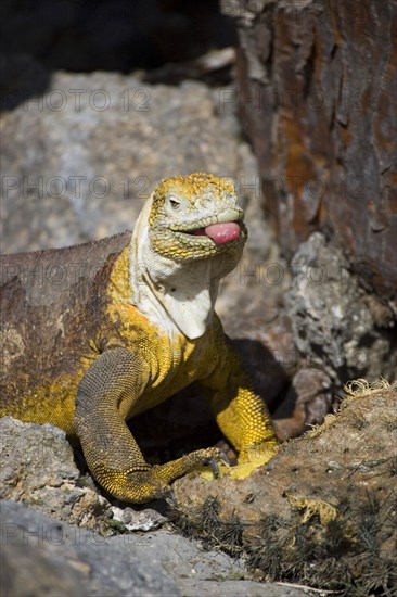 Land Iguana