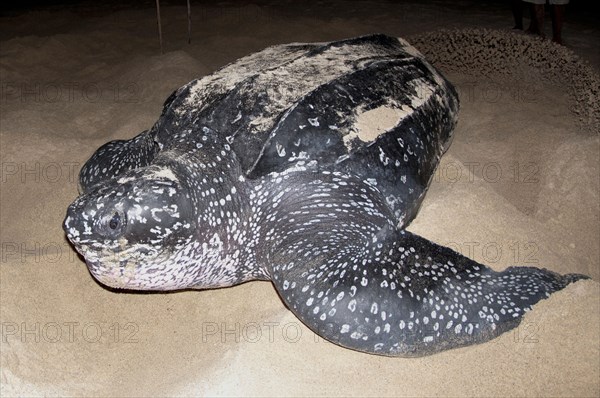 Leatherback sea turtle