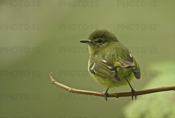 Speckled cheeked tachuri