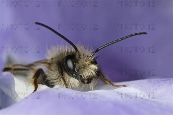 Red Mason Bee