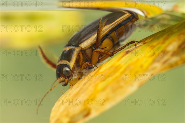 Great diving beetle