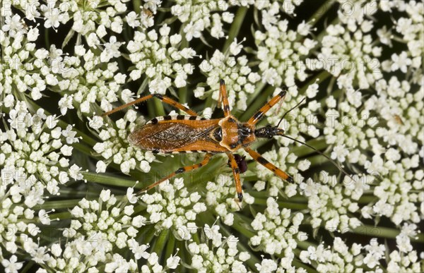 Red assassin bug