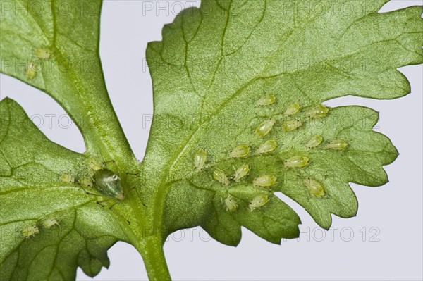 Greenhouse potato aphid