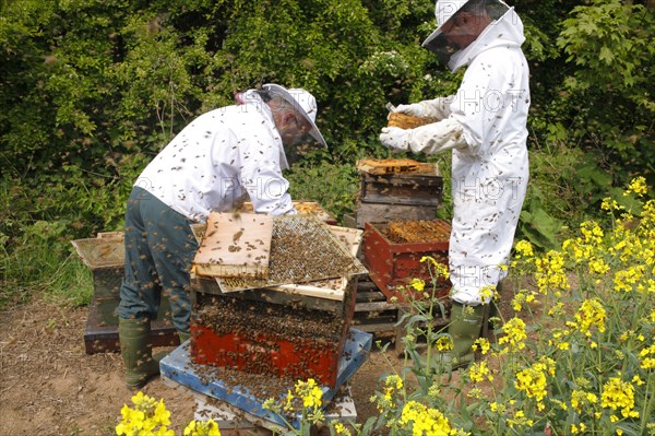 Professional beekeeping