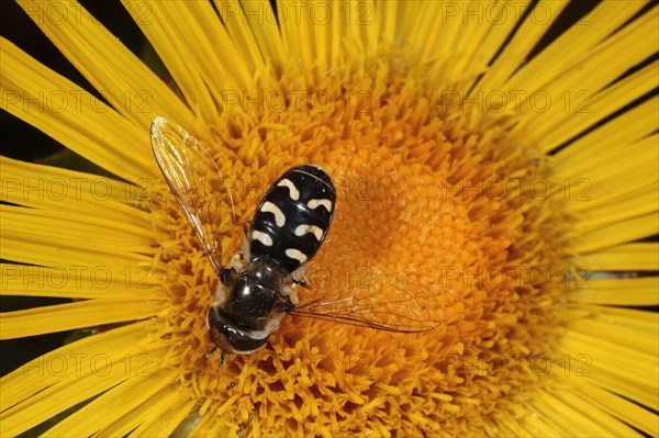 Hoverfly