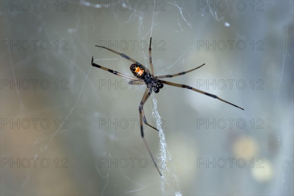 Shoe-button spider