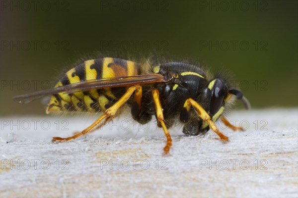 Norwegian Wasp