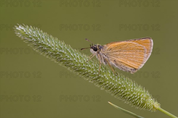 Brown Coloured Fritillary