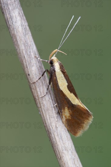 Concealer Moth