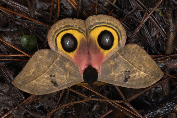 Owl Moth