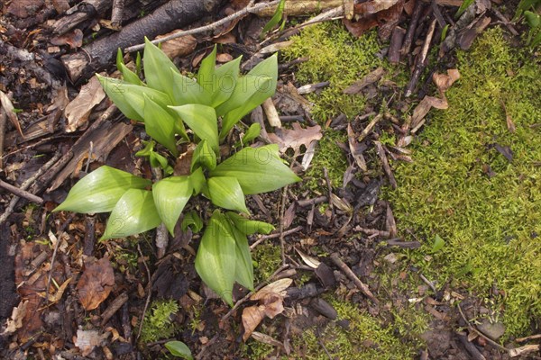 Ramsons