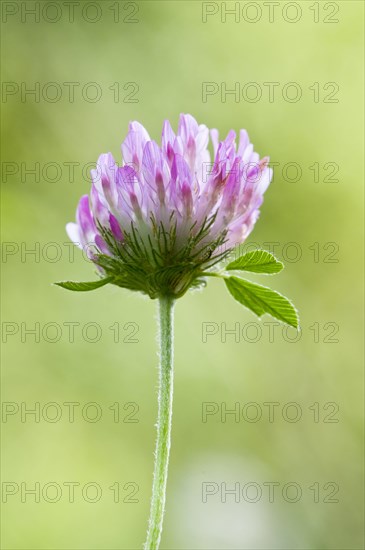 Red Clover