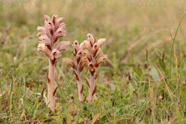 Clove-scented Broomrape