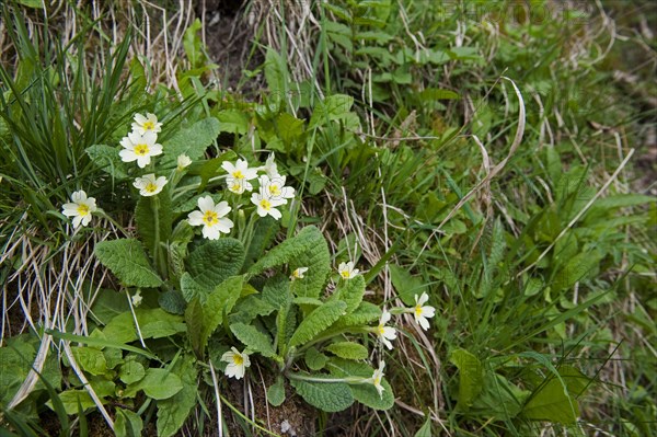 Common Primrose