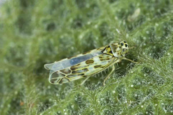 Leafhopper