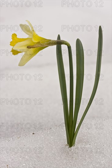 Wild Daffodil