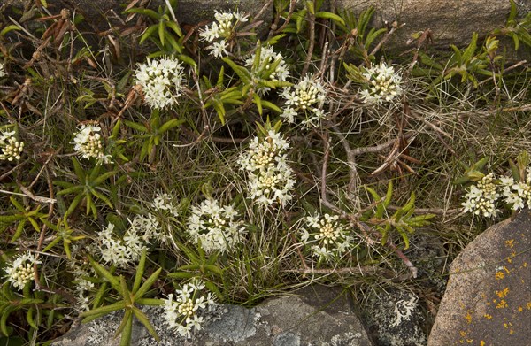 Ledum groenlandicum