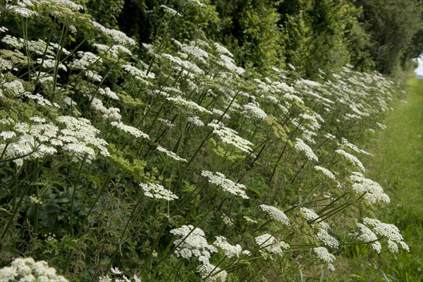 Hogweed