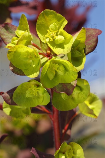 Wood spurge