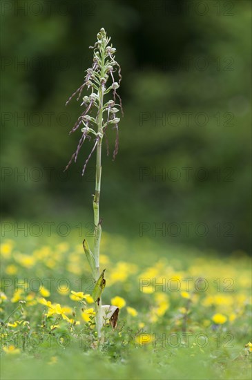 Lizard Orchid