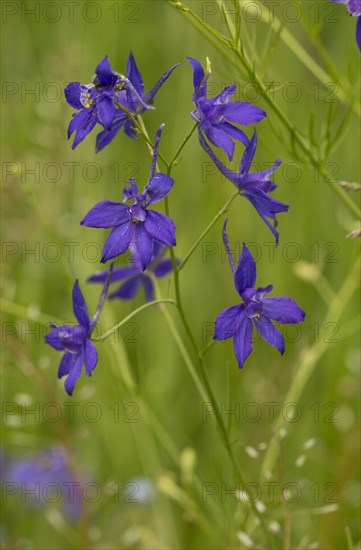 Forking Larkspur