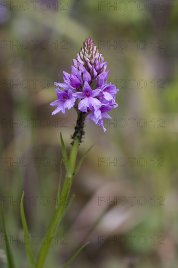 Flowering madeiran orchid