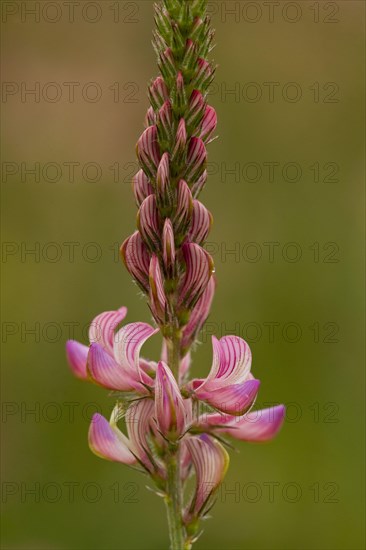 Sainfoin