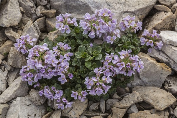Round-leaved Penny-cress